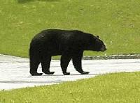 Sparta-Bears.org is dedicated to the bear population of Northern New ...